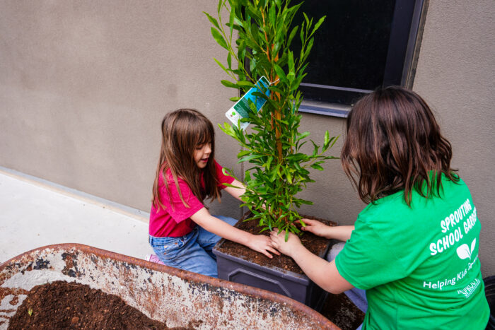 Volunteer and student planting a tall plant into a pot.