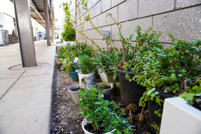 Potted plants setting in a planter box